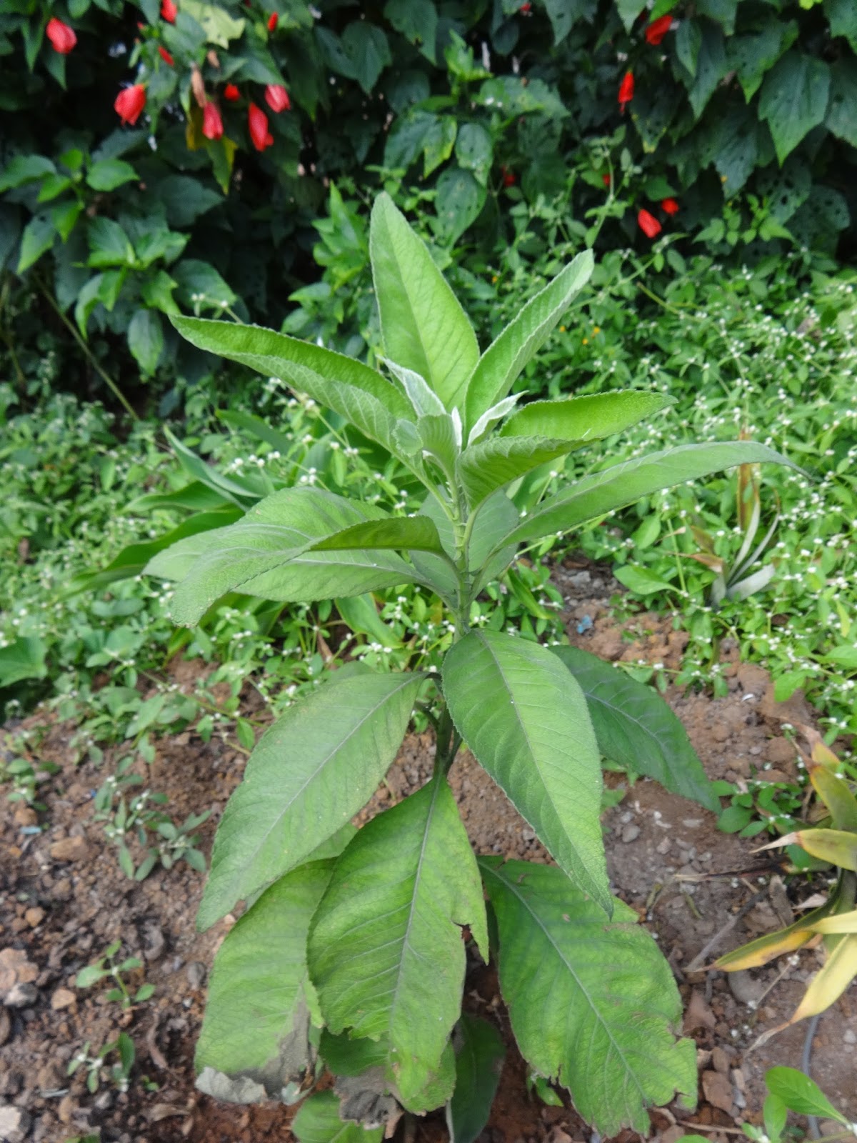 Herbs from Distant Lands Blumea balsamifera Ngai