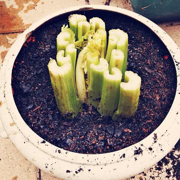 How to regrow shop bought vegetables Glamumous