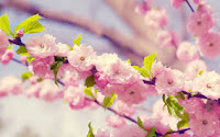 primavera