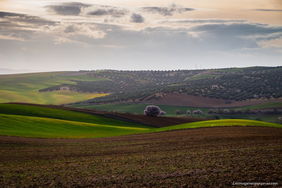 La espectacular floración de los árboles con flores rosa