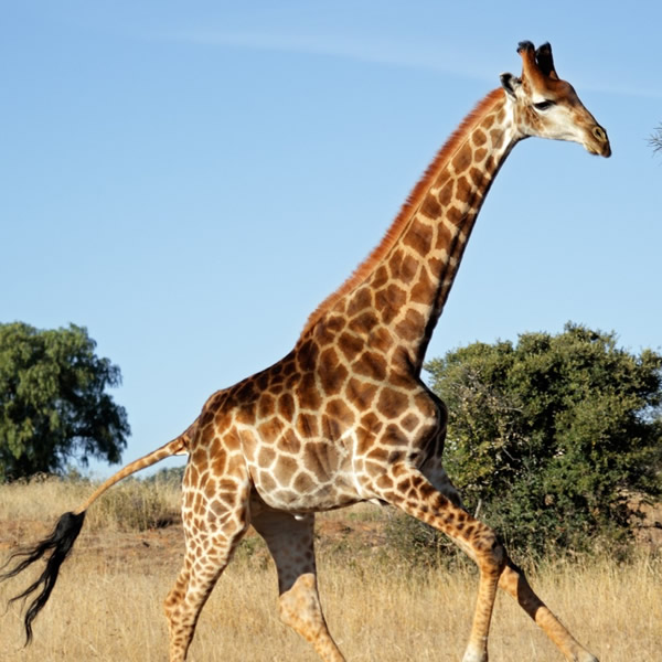 GIRAFA Saúde Animal