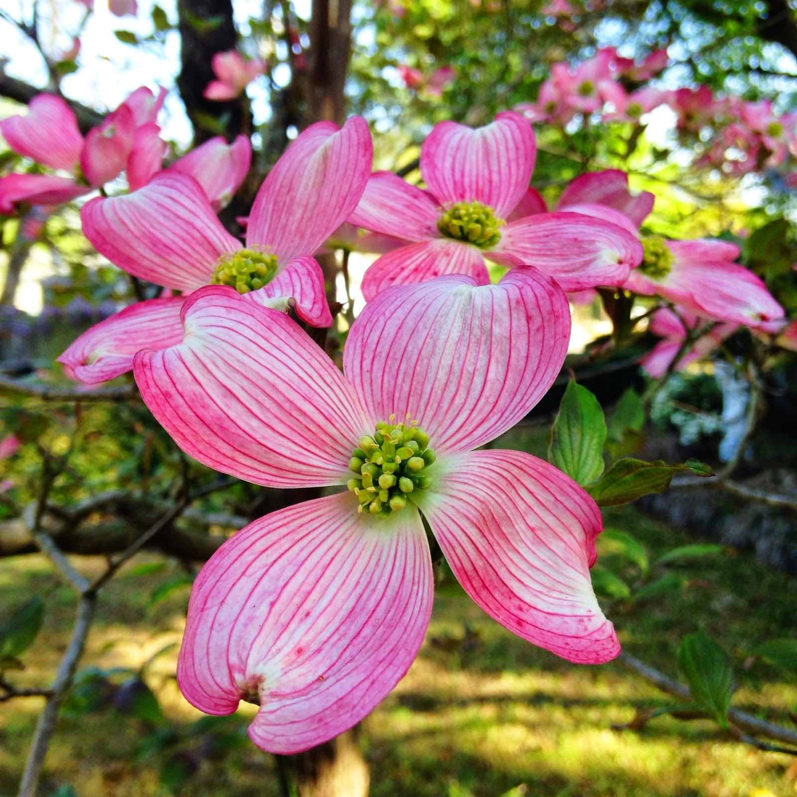 Dogwood Bloom Watch Dogwood Bloom Watch 4215