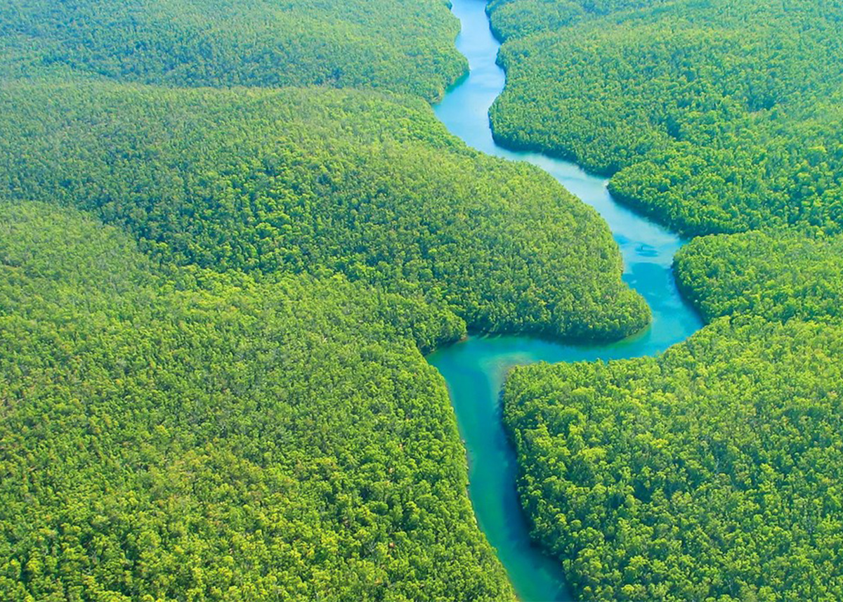 Hutan Kalimantan Mirip Amazon Berwisata Berada Indonesia Nusantara Kaya Alam