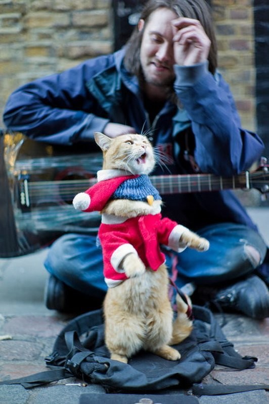 Pocos volatilidad enlazar Husmeando por la red: Bob, el gato callejero que cambió la vida a un músico de  la calle.