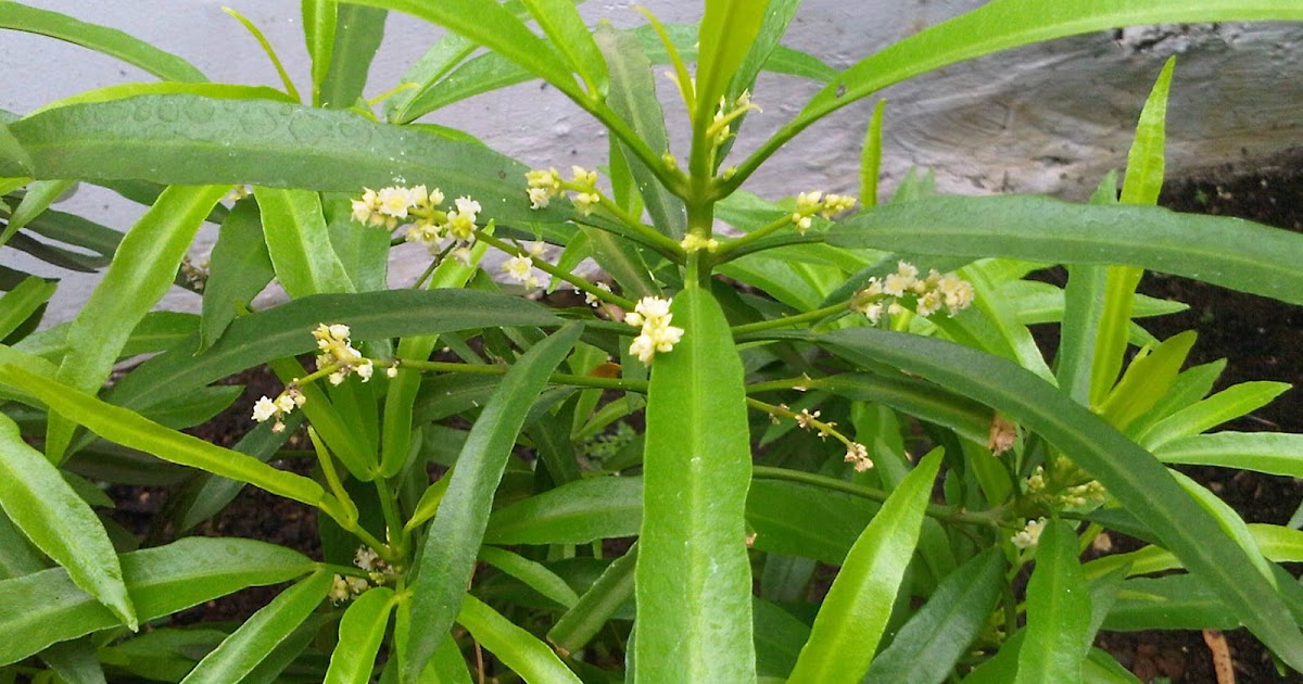 PUTRA GARDEN BALI: Manfaat dan Khasiat Daun Zodia Sebagai Tanaman Herbal