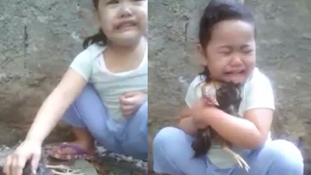 Gadis Kecil ini Menangisi Ayam Kesayanganya yang Mati Hingga Videonya Ditonton 14Juta Kali! Gadis Kecil ini Menangisi Ayam Kesayanganya yang Mati Hingga Videonya Ditonton 14Juta Kali!