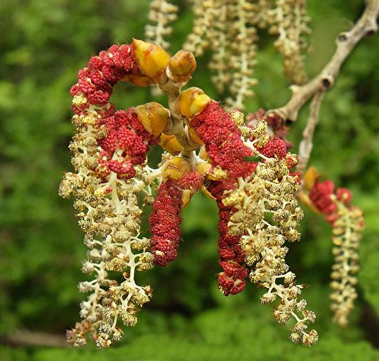 Where ART Lives Gallery Artists Group Blog Still Life, Botanical Fine