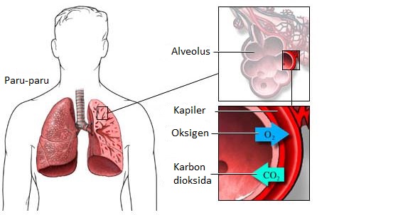 Organ pada sistem pernapasan manusia yang menjadi tempat pertukaran antara oksigen dan karbondioksid