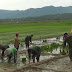 Kerjasama Sektor Pertanian 5 Gapoktan Kedepatian Semerap Dan Danramil 0417-05 Danau Kerinci