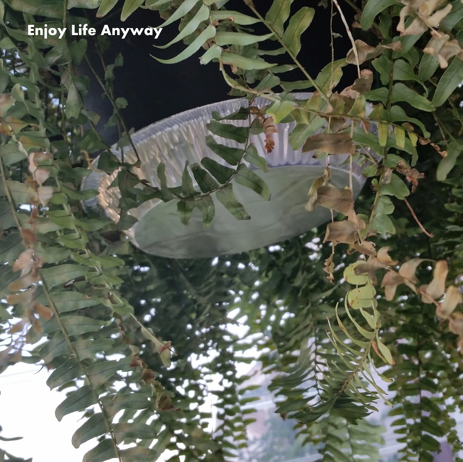 Enjoy Life Anyway DIY Quick Drip Pan for Hanging Plants