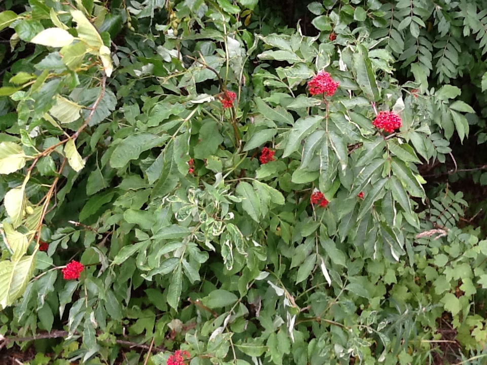 Strolling Up the Canyon Alaska Berries