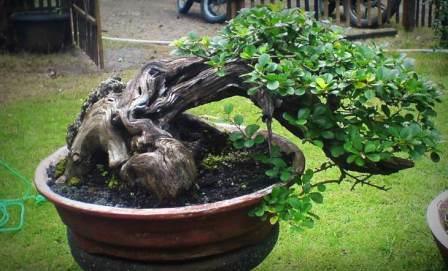 Cara Membuat Bonsai Beringin Cantik dan Mudah