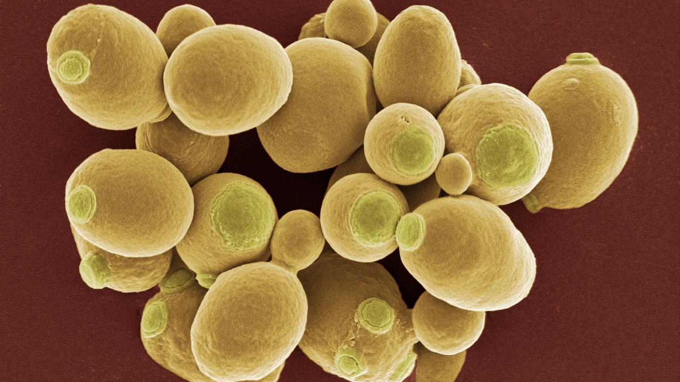 Where Does Alcohol Come From