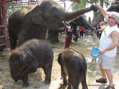 feeding elephants at ElephantStay village in Ayutthaya, Thailand