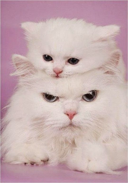 Картинки с котятами милые с надписями