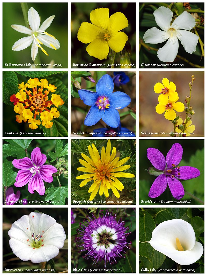 DataNatura ¿Cuántas plantas con flores existen en el mundo?