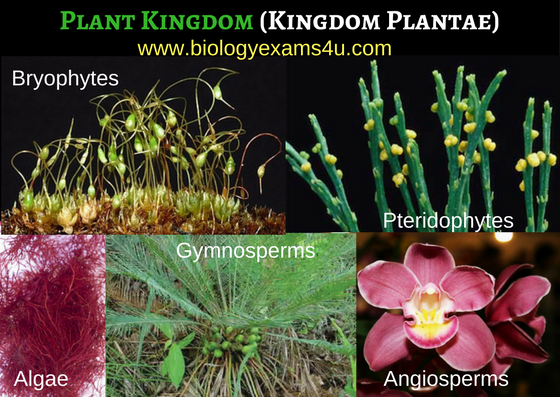 plant groups (plant kingdom)