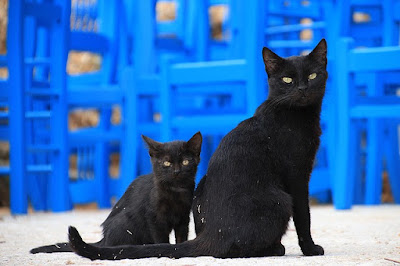 alt="gatito con su madre"