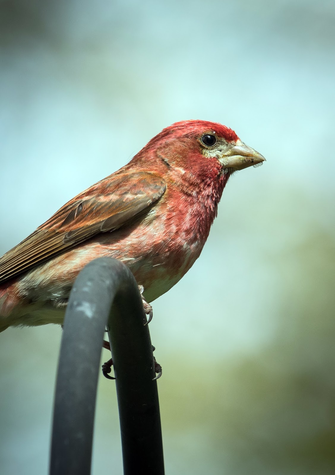 The Whodunit Photographer: Mr.and Ms. Purple Finch