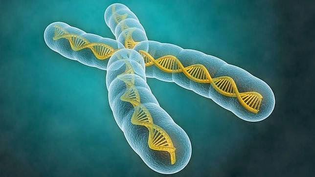 Biología Celular Cromosomas