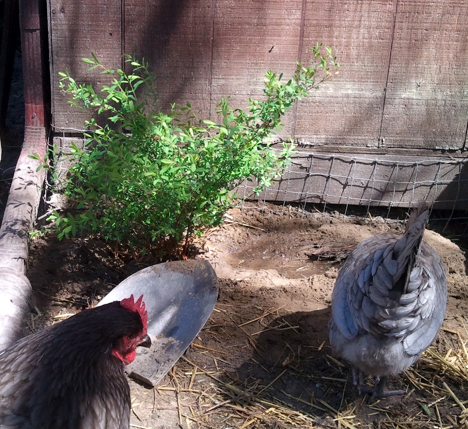 Pen duck ducks chicken landscaping chickens eggs run backyard raising ducklings fresh coop care daily plants winter using baby caring