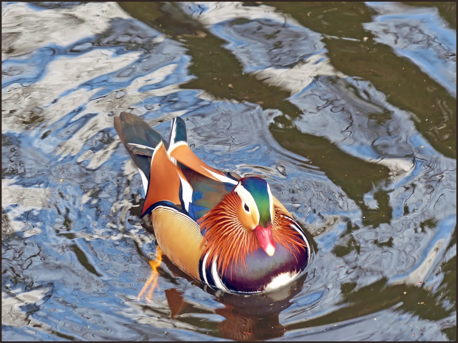 Wild and Wonderful A Splash of Mandarin ducks (Aix galericulata