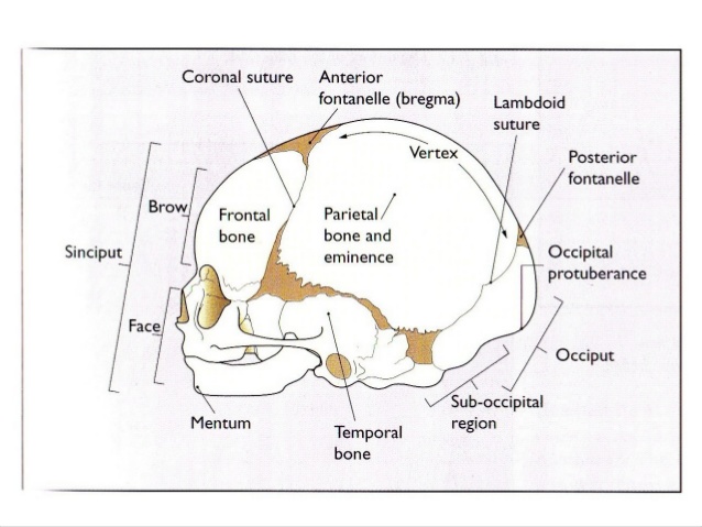 Essential Landmarks Of The Fetal Skull Anatomy Organs Body Anatomy ...
