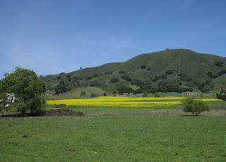 Field carpeted with wild mustard at the foot of green hills