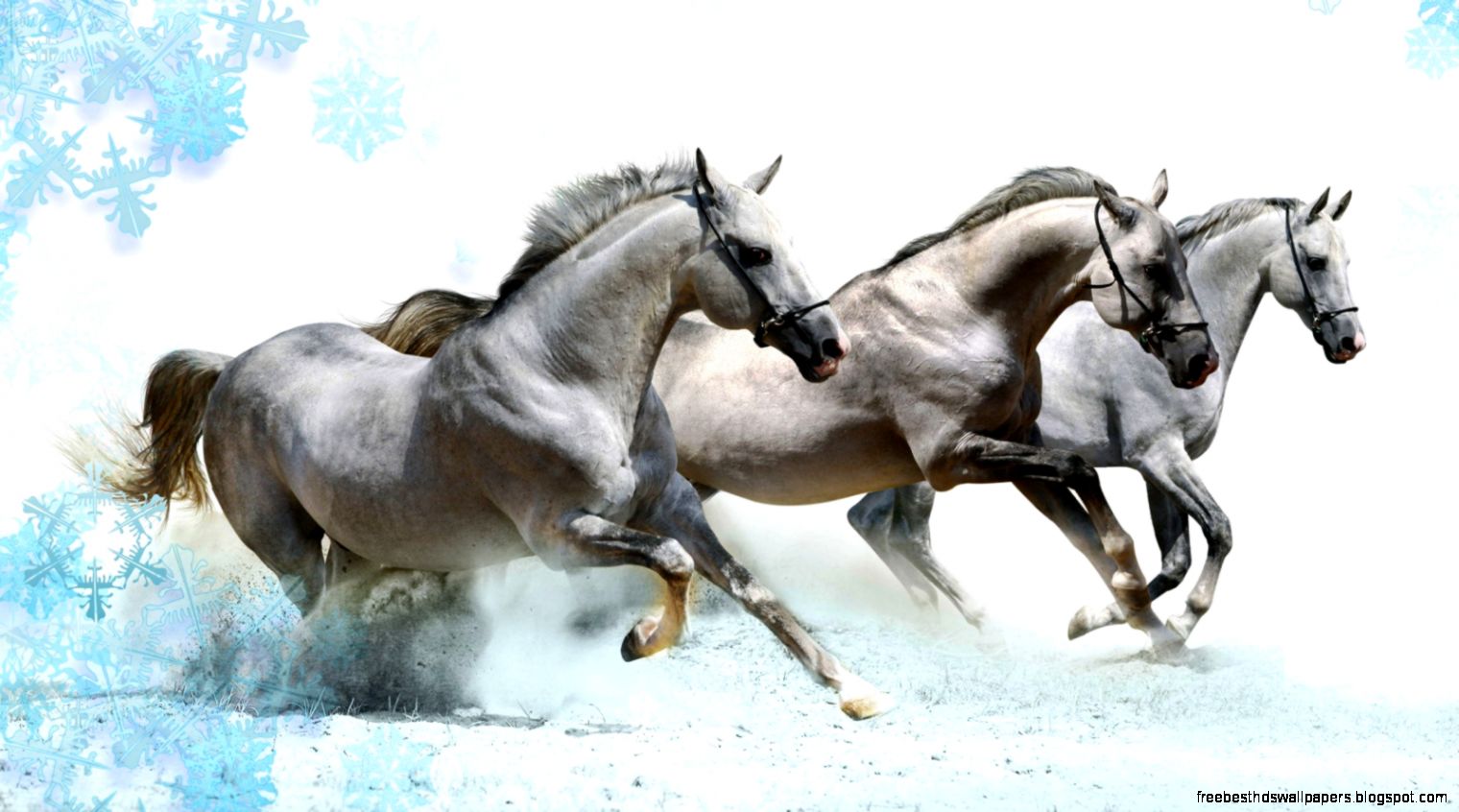 1600x900 White Horses Wallpaper