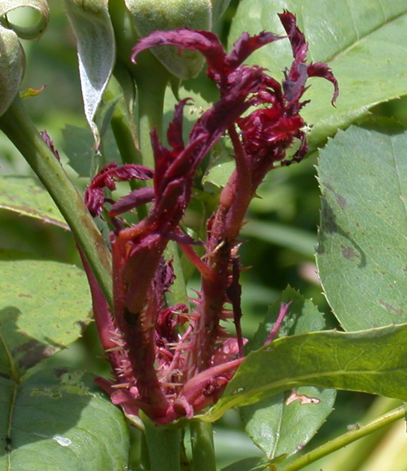 Piedmont NC Gardening Here it Comes Rose Rosette Disease