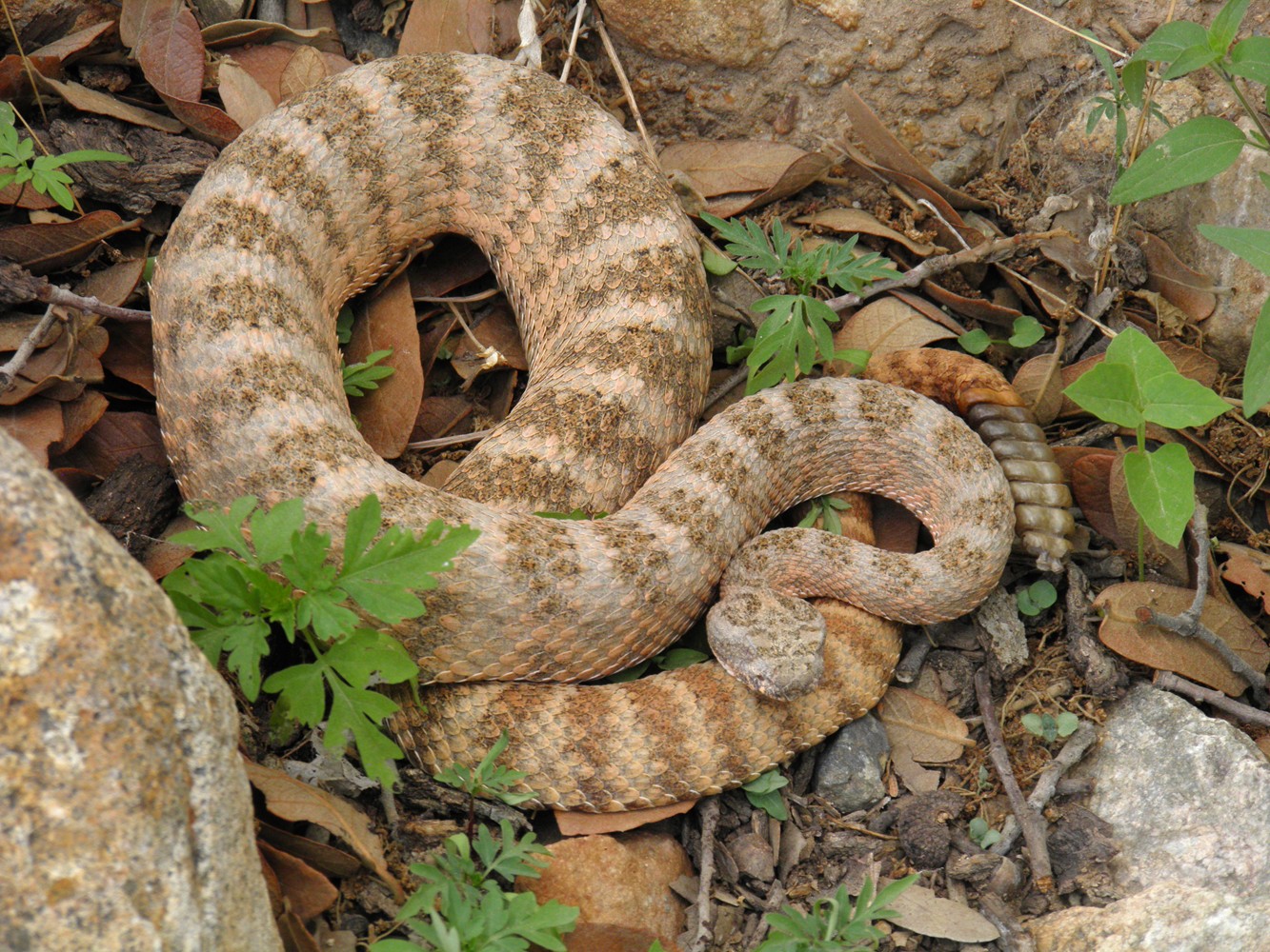 Arizona: Beetles, Bugs, Birds and more: Many Ways to Shoot a Rattler