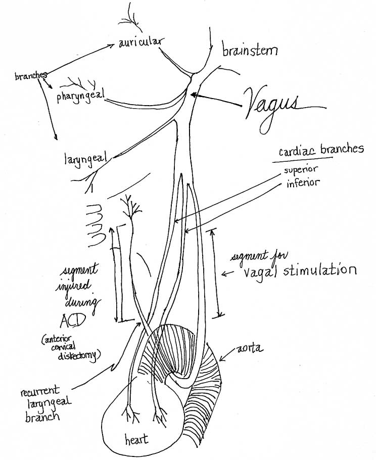 Иннервация блуждающего нерва. Блуждающий нерв nervus Vagus. Схема блуждающего нерва. Вагус нерв анатомия схема. Блуждающий нерв схема.