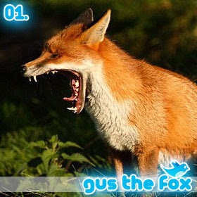 10 People You Have To Follow On Twitter: 01. Gus the Fox