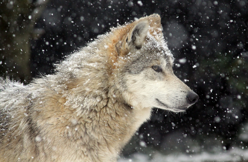 White Wolf : Wolves to be Poisoned Over Tar Sands in Canada