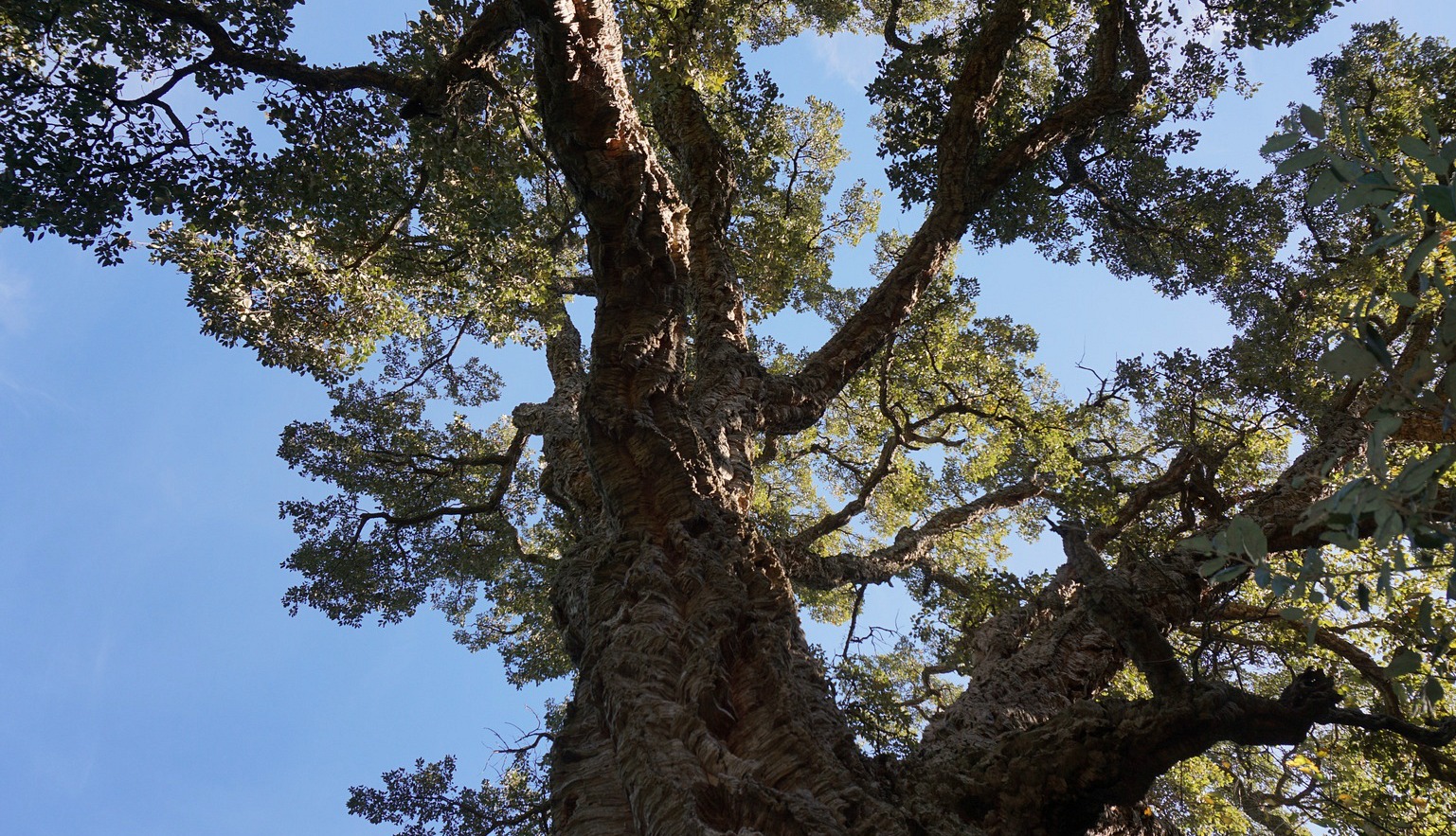 300-year oak tree in Domaine du Rayol