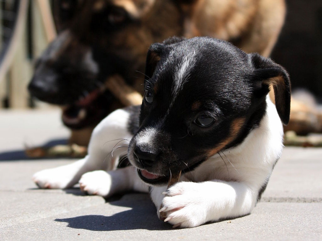 Jack Russell Wallpapers - Pets Cute and Docile