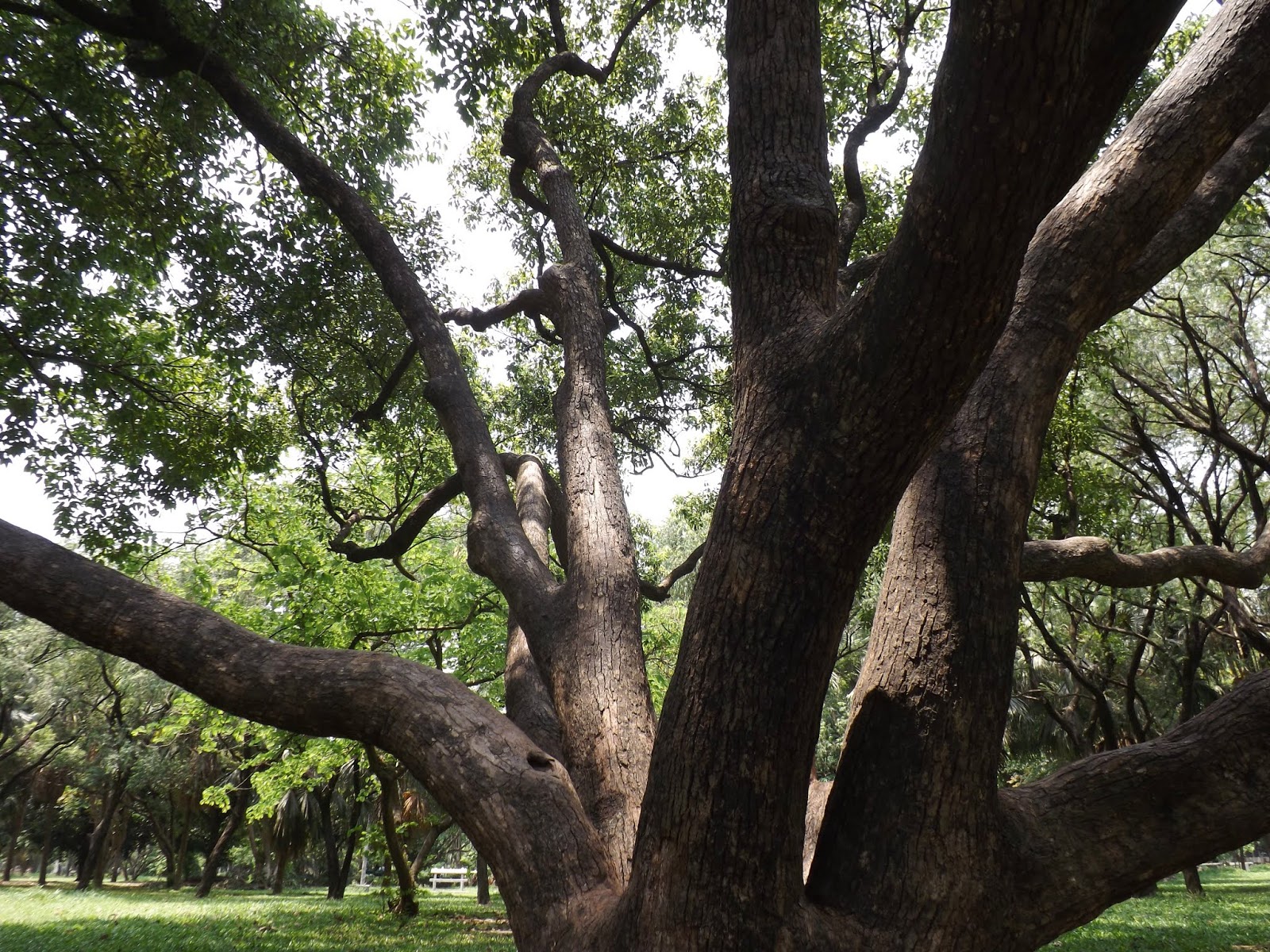 Korpur or Camphor, Cinnamomum camphora