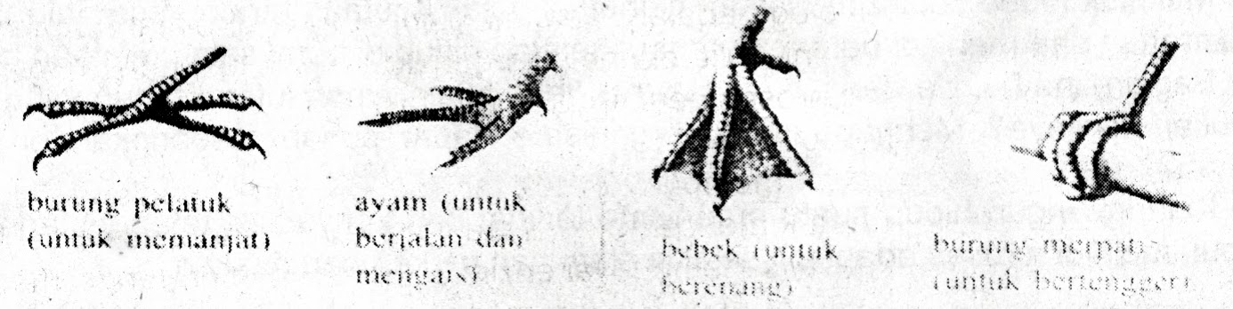KELANGSUNGAN HIDUP ORGANISME WayanBio