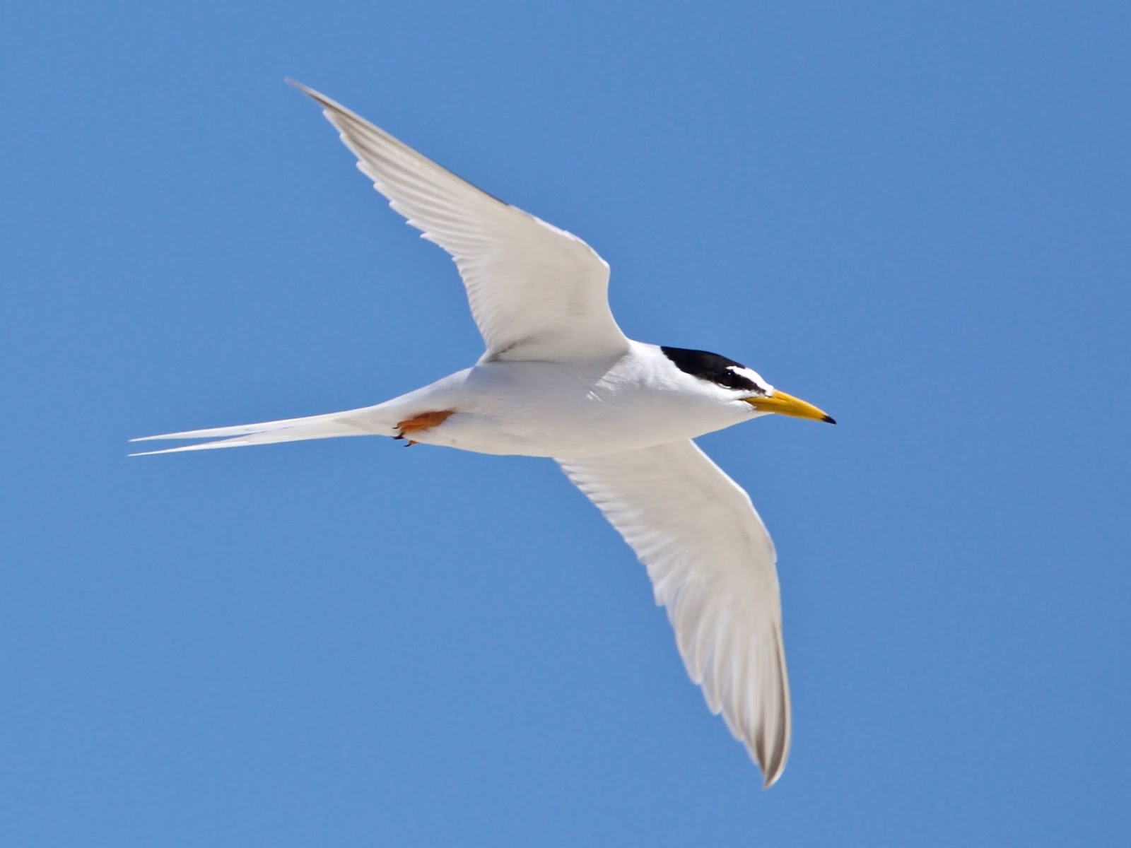 Avithera Small terns on the Gippsland Lakes