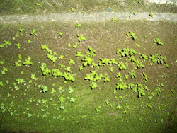 Musgo verde na parede, é tão simples a natureza...