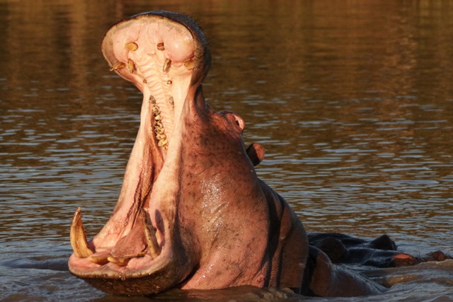 Dientes del hipopótamo