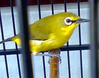 Pleci Dada Kuning Pleci Dakun Macok, Pleci Jawa, Pleci Pacitan