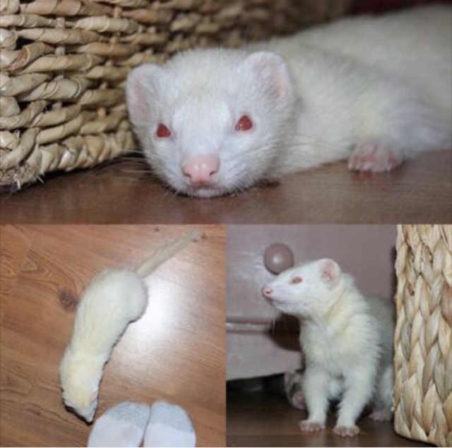 Ferrets for adoption in CT, NY, NJ area