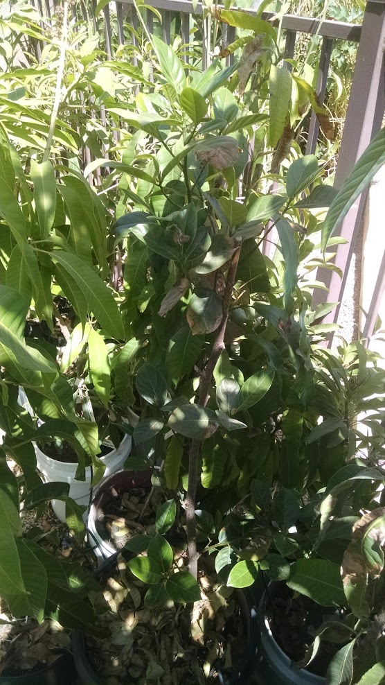 Desert Valley Orchard Orange Crush Jackfruit