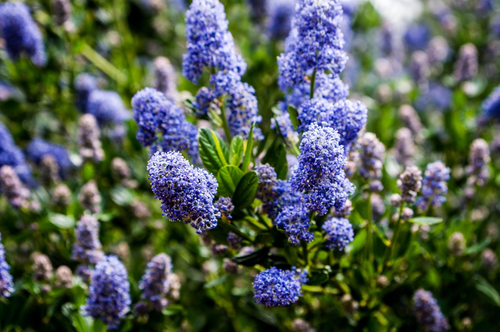 Thom Zehrfeld Photography California Lilac