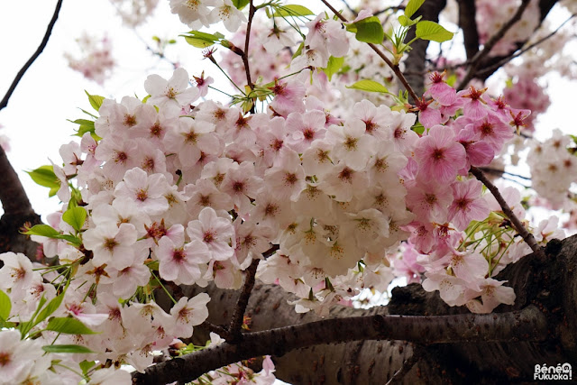 天神中央公園の桜、福岡