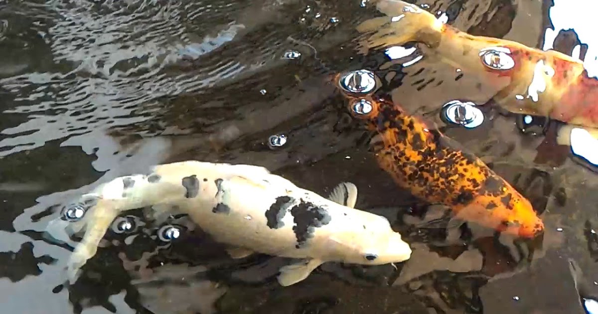 Cepat Rambat Bunyi Cair Vs Udara Mana Yang Terbaik