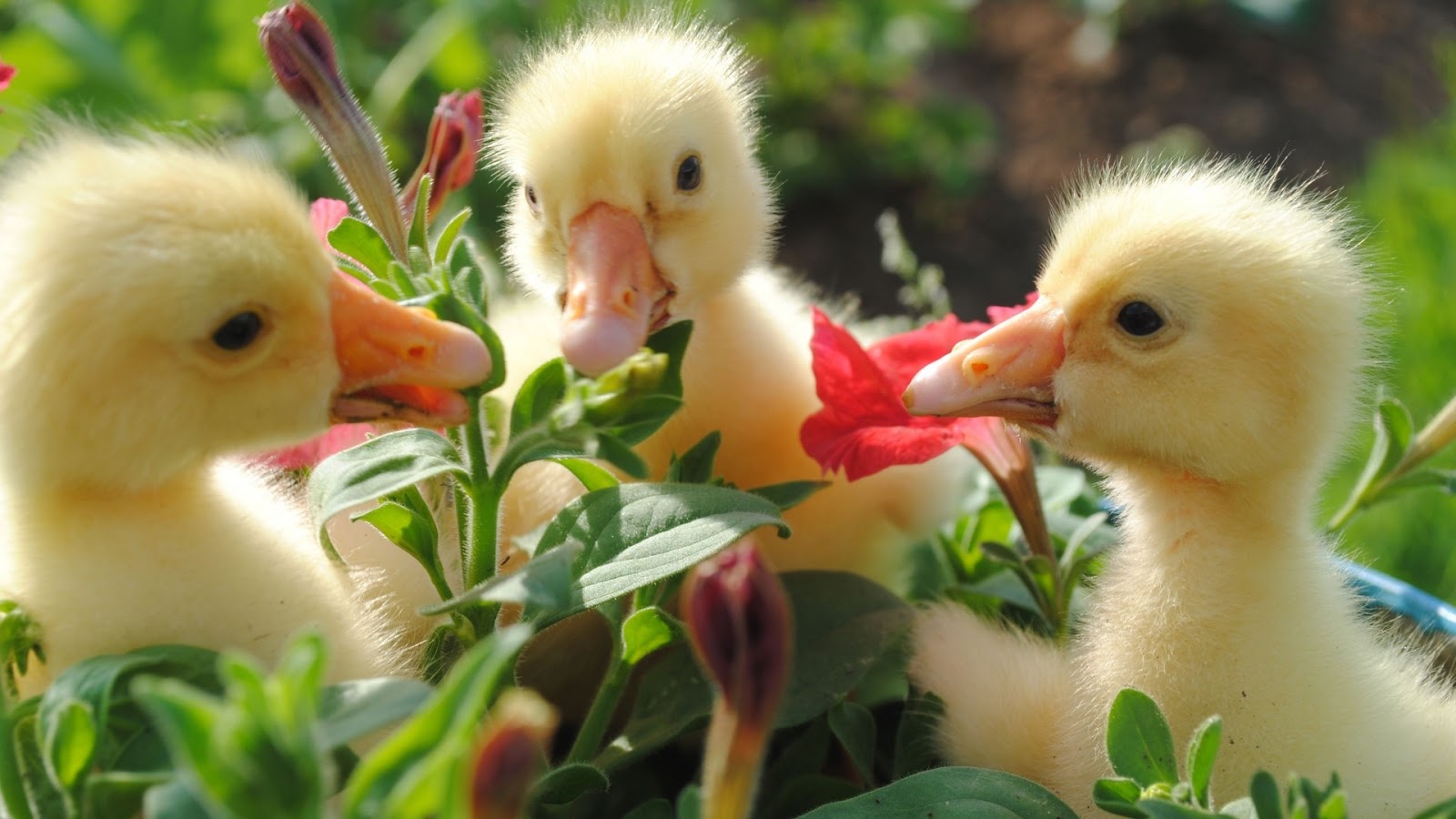 50 New Bird Wallpaper Images Pics Photos 2017 2018 Free Download 50 New Bird Wallpaper Images Pics Photos 2017 2018 Free Download