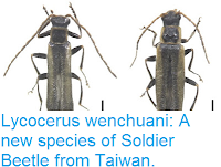 http://sciencythoughts.blogspot.co.uk/2016/07/lycocerus-wenchuani-new-species-of.html