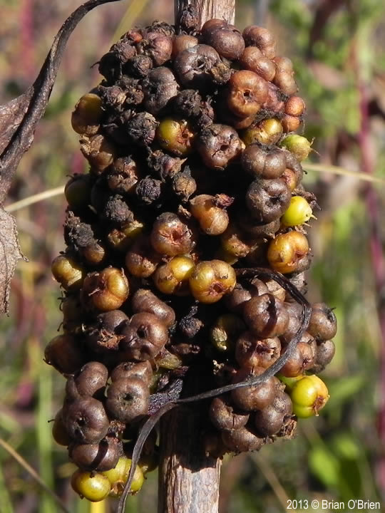 Springfield Plateau Blackberry Seed Gall